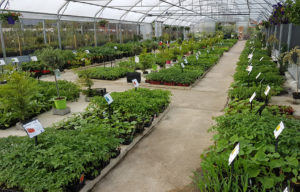 Categorie plants potagers et petits fruits