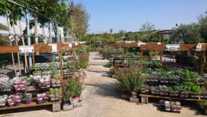 pepiniere plantes vivaces