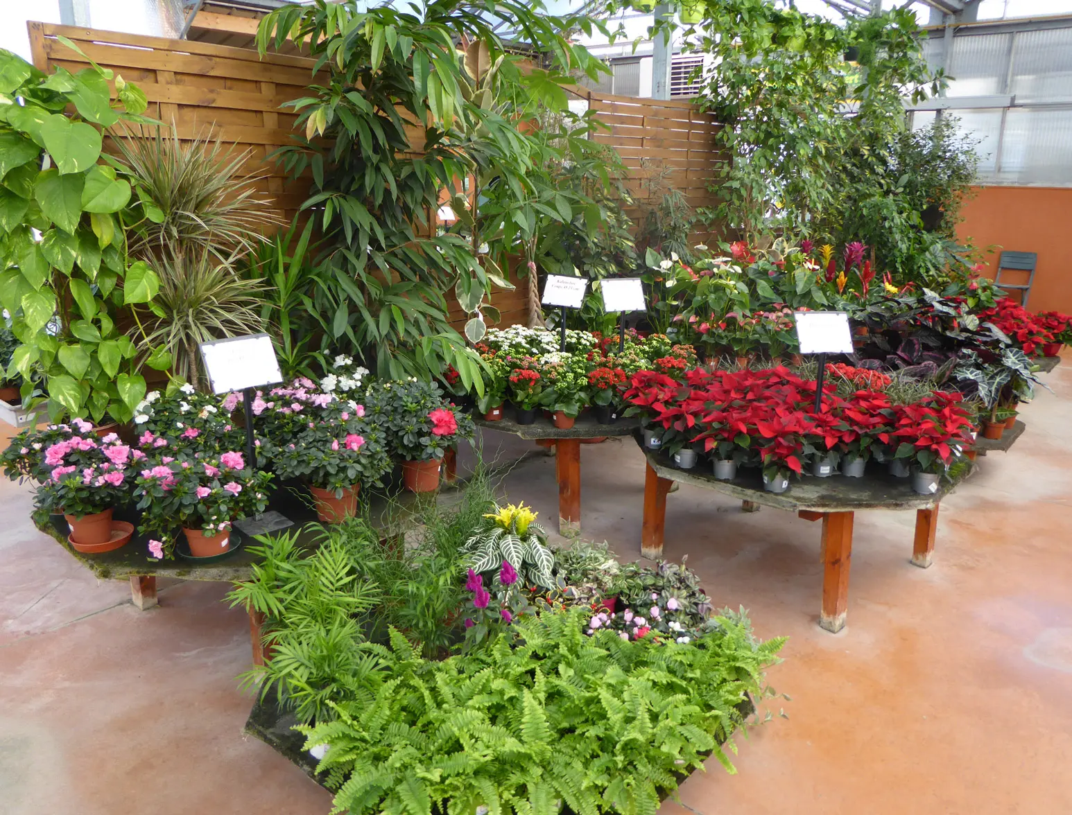 Les plantes d'intérieur fleuries - Tuincentrum De Molen