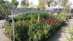 plantes de haies