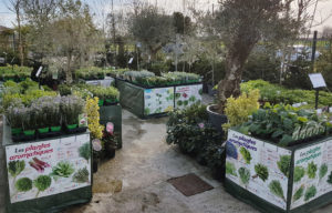 plantes aromatiques