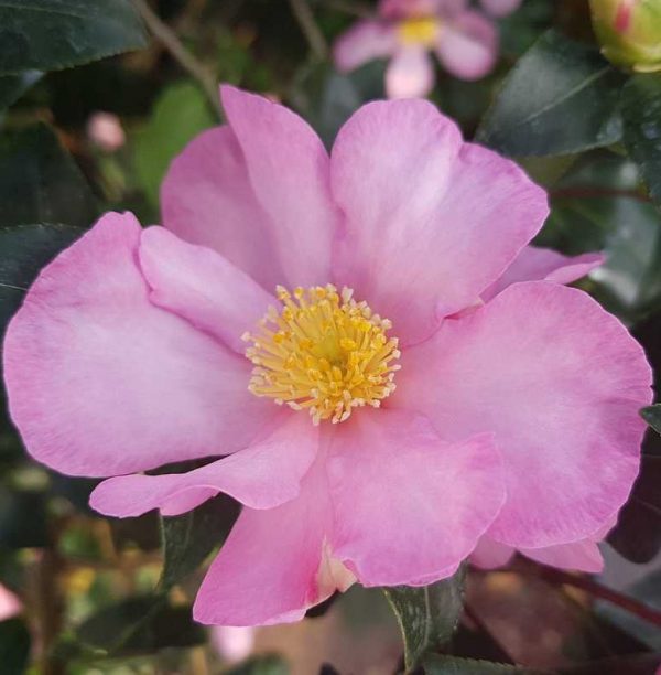 Camellia-sasanqua-rose