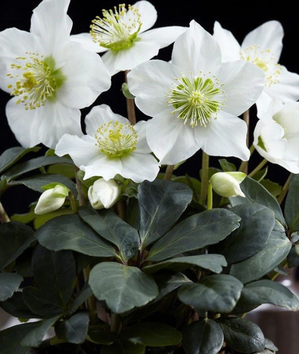 Hellebore_niger rose de noel