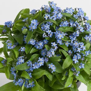 Myosotis-bleu bluesylva