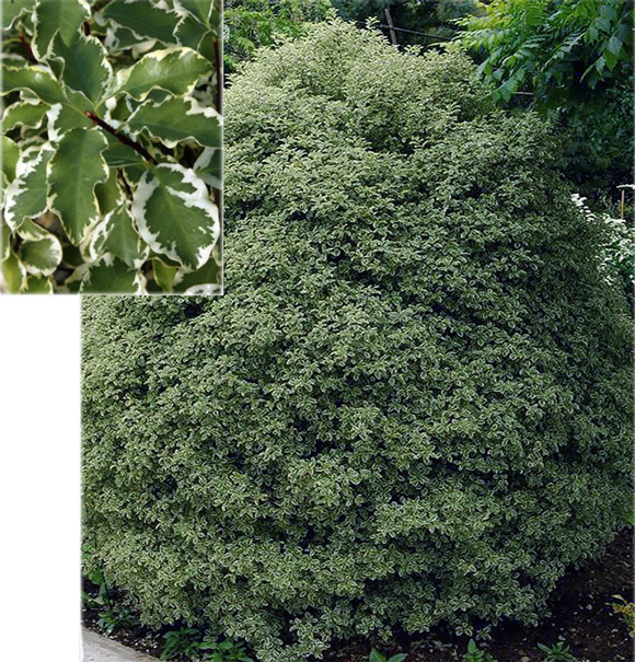 Pittosporum-tenuifolium-variegatum