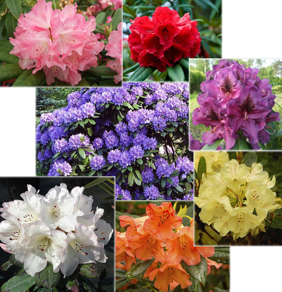 Rhododendron-mix