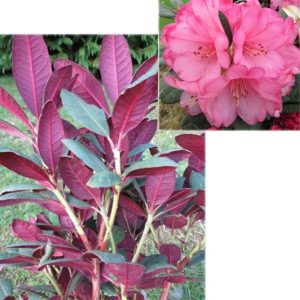 Rhododendron-wine-and-roses