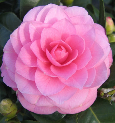 camellia-japonica-rose
