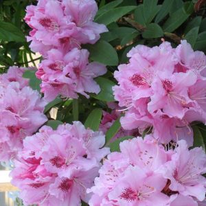 rhododendron-rose